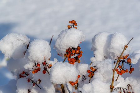 a snowy winter garden with the sun in the backgroundの写真素材