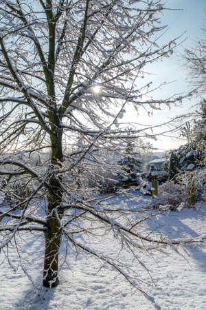 a snowy winter garden with the sun in the backgroundの写真素材