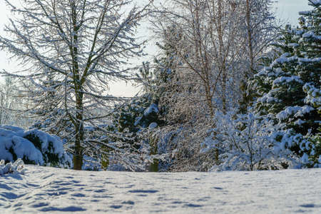 a snowy winter garden with the sun in the backgroundの写真素材