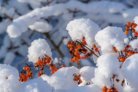 a snowy winter garden with the sun in the backgroundの写真素材