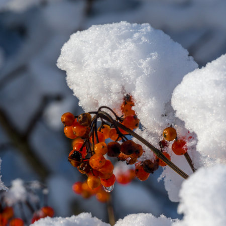 a snowy winter garden with the sun in the backgroundの写真素材