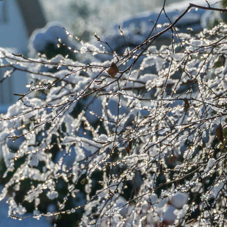 a snowy winter garden with the sun in the backgroundの写真素材