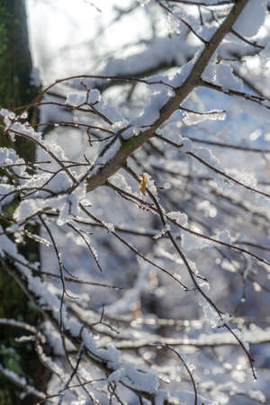 a snowy winter garden with the sun in the backgroundの写真素材
