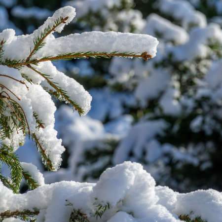 a snowy winter garden with the sun in the backgroundの写真素材