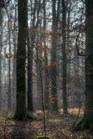 winter scenery by lake of frosted reedsの写真素材