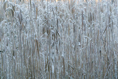winter scenery by lake of frosted reedsの写真素材