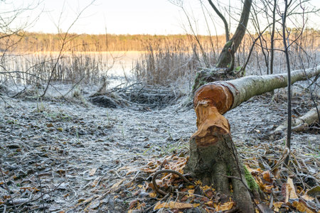 winter scenery by lake of frosted reedsの写真素材