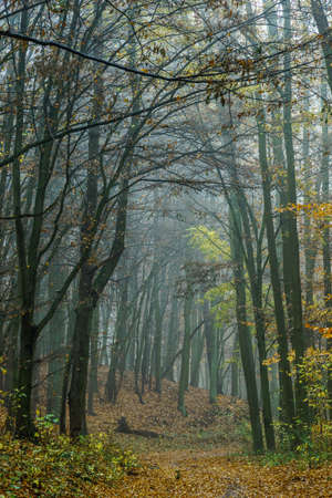 Autumn colorful forest in fog near the town of Pobiedziska in Wielkopolska, Polandの写真素材