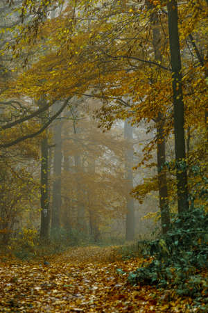 Autumn colorful forest in fog near the town of Pobiedziska in Wielkopolska, Polandの写真素材
