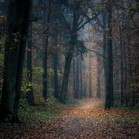 Autumn colorful forest in fog near the town of Pobiedziska in Wielkopolska, Polandの写真素材