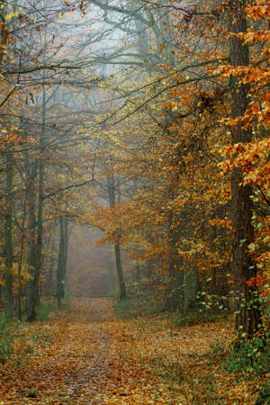 Autumn colorful forest in fog near the town of Pobiedziska in Wielkopolska, Polandの写真素材