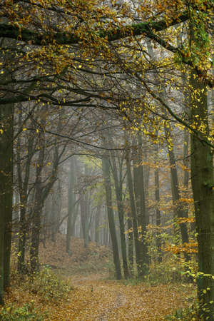 Autumn colorful forest in fog near the town of Pobiedziska in Wielkopolska, Polandの写真素材