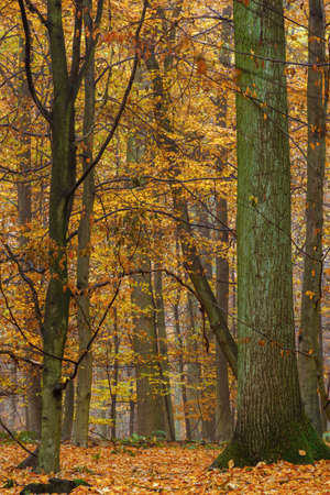 Autumn colorful forest in fog near the town of Pobiedziska in Wielkopolska, Polandの写真素材