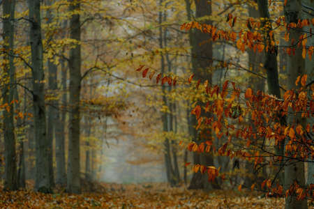 Autumn colorful forest in fog near the town of Pobiedziska in Wielkopolska, Polandの写真素材