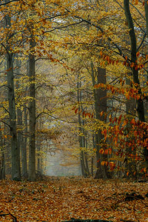 Autumn colorful forest in fog near the town of Pobiedziska in Wielkopolska, Polandの写真素材