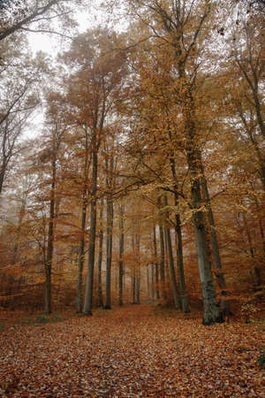 Autumn colorful forest in fog near the town of Pobiedziska in Wielkopolska, Polandの写真素材
