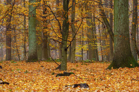 Autumn colorful forest in fog near the town of Pobiedziska in Wielkopolska, Polandの写真素材