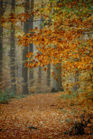 Autumn colorful forest in fog near the town of Pobiedziska in Wielkopolska, Polandの写真素材
