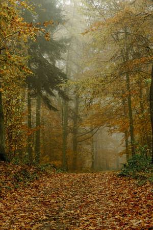 Autumn colorful forest in fog near the town of Pobiedziska in Wielkopolska, Polandの写真素材