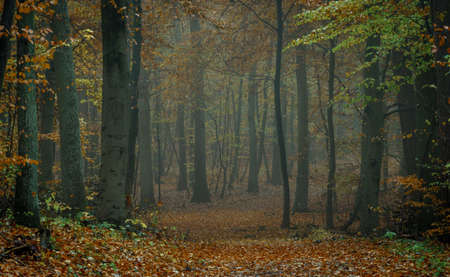 Autumn colorful forest in fog near the town of Pobiedziska in Wielkopolska, Polandの写真素材
