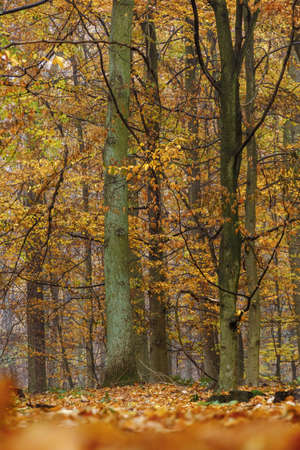 Autumn colorful forest in fog near the town of Pobiedziska in Wielkopolska, Polandの写真素材