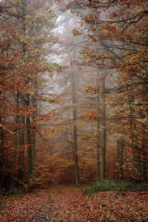 Autumn colorful forest in fog near the town of Pobiedziska in Wielkopolska, Polandの写真素材