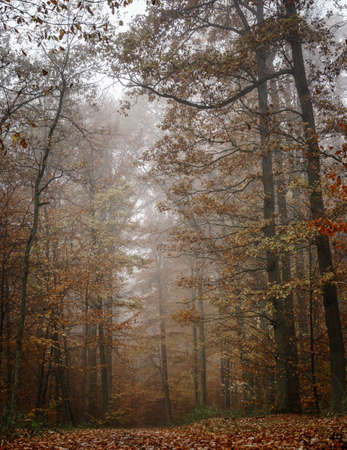 Autumn colorful forest in fog near the town of Pobiedziska in Wielkopolska, Polandの写真素材