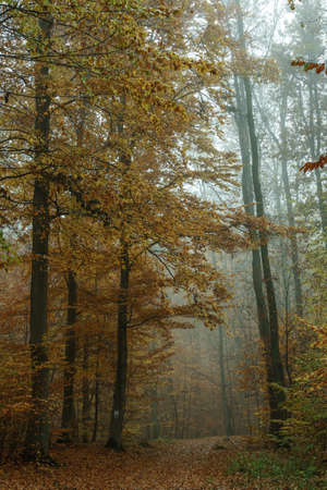 Autumn colorful forest in fog near the town of Pobiedziska in Wielkopolska, Polandの写真素材