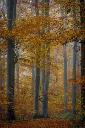 Autumn colorful forest in fog near the town of Pobiedziska in Wielkopolska, Polandの写真素材