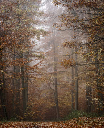 Autumn colorful forest in fog near the town of Pobiedziska in Wielkopolska, Polandの写真素材