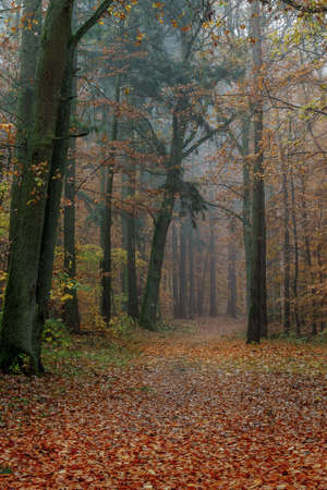 Autumn colorful forest in fog near the town of Pobiedziska in Wielkopolska, Polandの写真素材