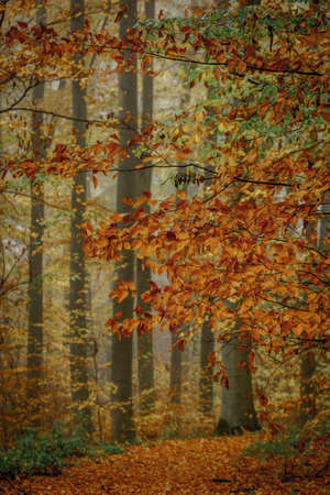 Autumn colorful forest in fog near the town of Pobiedziska in Wielkopolska, Polandの写真素材