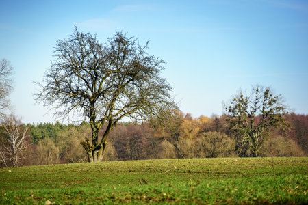 spring landscape in the field and by the lake near Pobiedziska in Greater Polandの写真素材