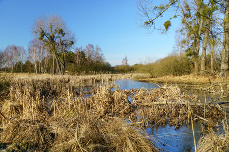 spring landscape in the field and by the lake near Pobiedziska in Greater Poland