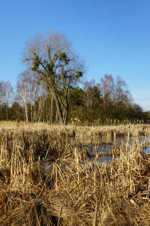 spring landscape in the field and by the lake near Pobiedziska in Greater Polandの写真素材