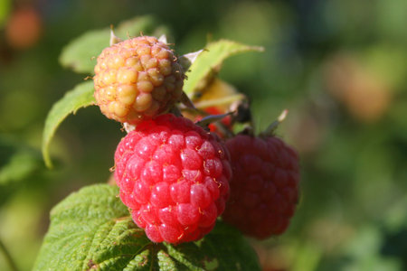 Raspberry on a bush