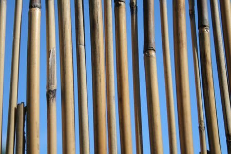 Bamboo stalks on blue bakgroundの写真素材