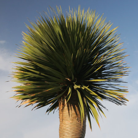 Dracaena plant - tree top