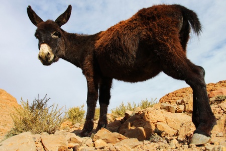 Portrait of young donkey in the mountainsの写真素材
