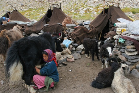 INDIA - AUGUST 31: Tibetian woman milking a yak in tent camp in North India August 31, 2008 in Padum, Indiaのeditorial素材