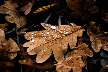 Close-up of autumn oak leaf with raindrops on the ground. Detailed macro shot of fall foliage with water droplets.の写真素材