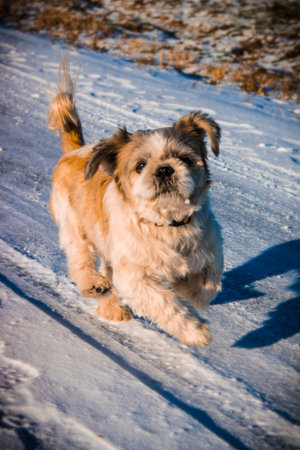 Shih Tzu dog running in snow and looking at the camera.の写真素材