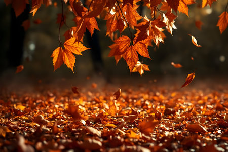 Autumn leaves on the ground in the forest. Autumn background.の素材