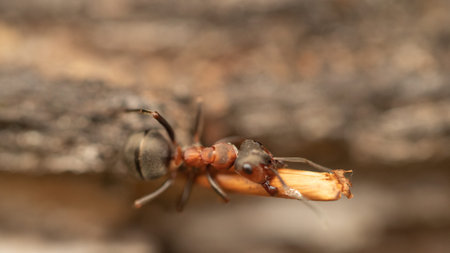 ant macro animals red insectsの写真素材