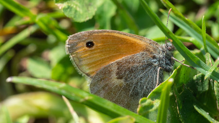butterfly, colorful, macro, beautiful, insectの写真素材