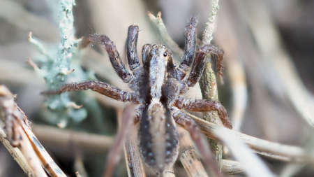 spider, menacing, macro, beautiful, insectの写真素材