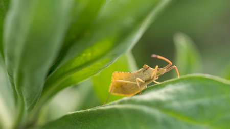 beetle, shell, macro, beautiful, insectの写真素材