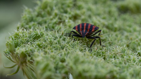 beetle, shell, macro, beautiful, insect
