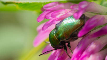 beetle, shell, macro, beautiful, insectの写真素材