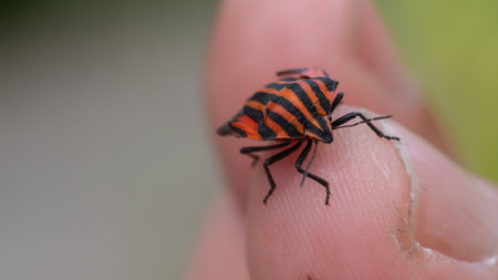 beetle, shell, macro, beautiful, insect